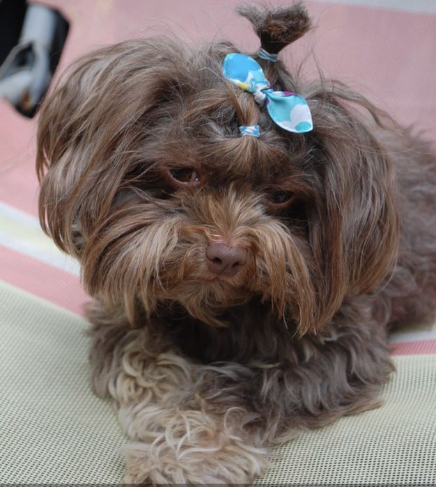 Rosyjska bolonka kolorowa ; piesek