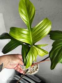 Philodendron Florida ghost