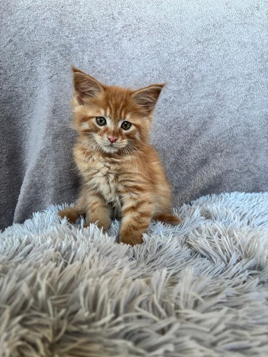 Śliczny kocurek Maine Coon