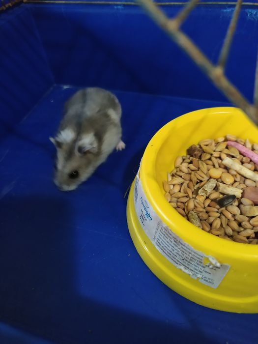 Джунгарский хомяк