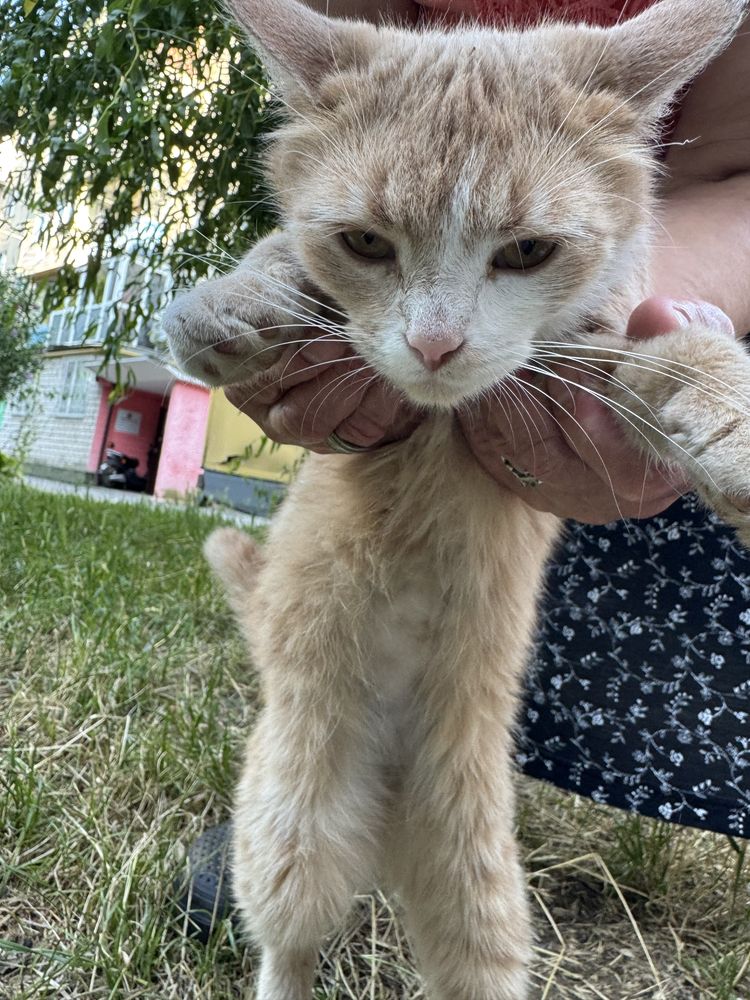 Котик дівчинка , 7 місяців