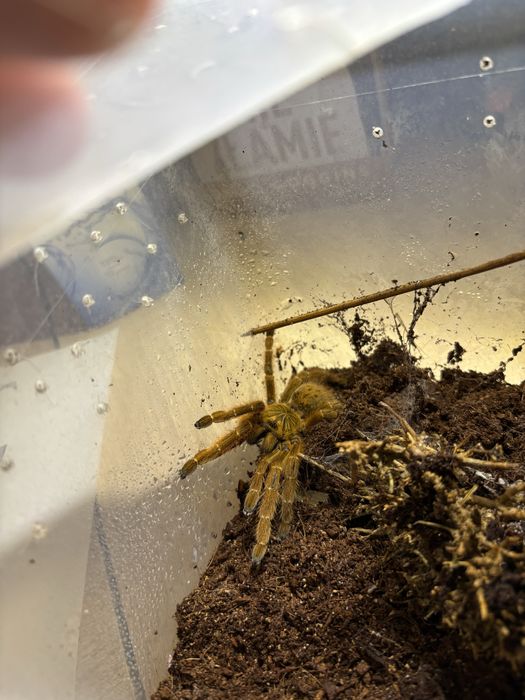 Pterinochilus murinus Samica