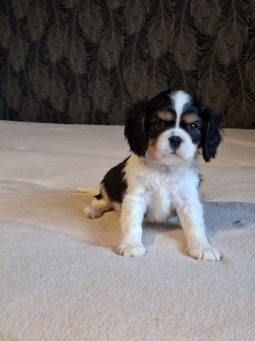 Cavalier wesoły piesek