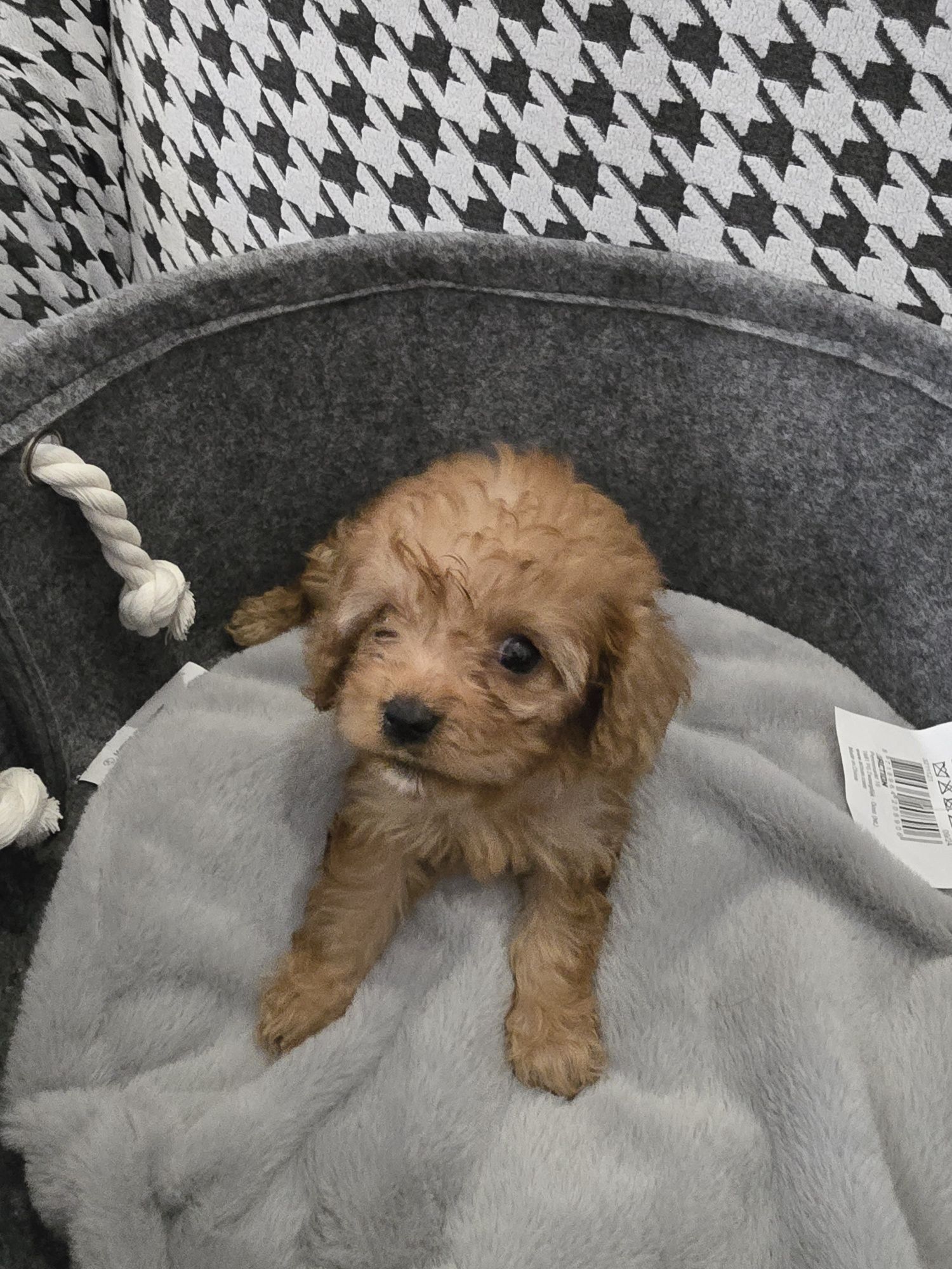 Śliczny chłopiec cavapoo