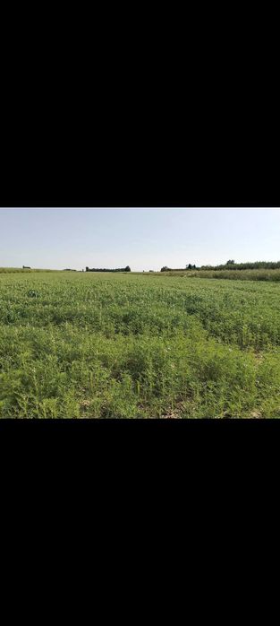 Sprzedam / Łubin Gorzki / Łubin / Oskar