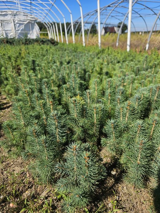 Świerk srebrny - 2,5 letni