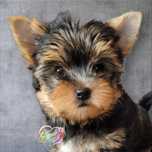 York black-tan piesek