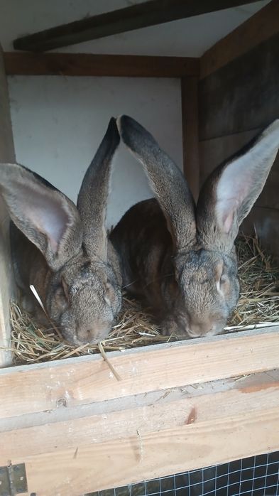 Króliki króle samce belgijski olbrzym szary BOS