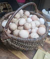 Wiejskie duże  jajka z wolnego wybiegu , naturalnie karmione  masełko.