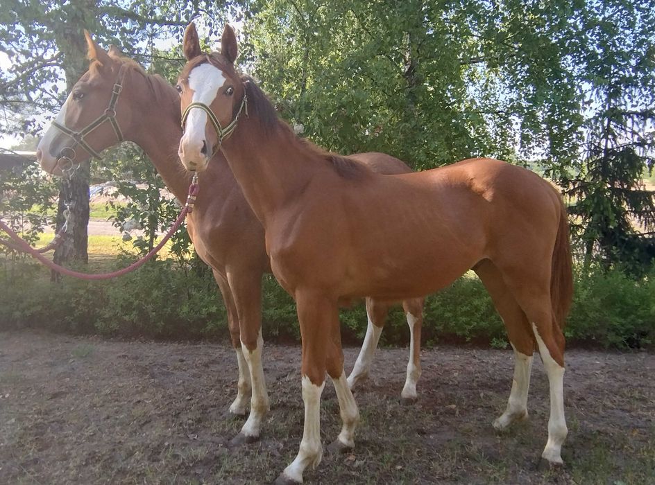 Sprzedam parę koni  kasztany