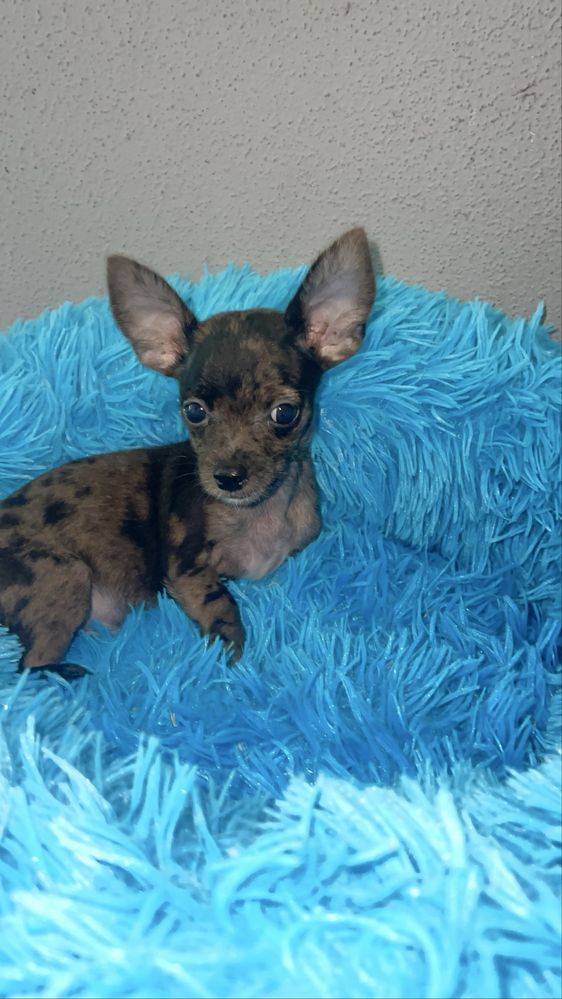 Maravilhoso chihuahua