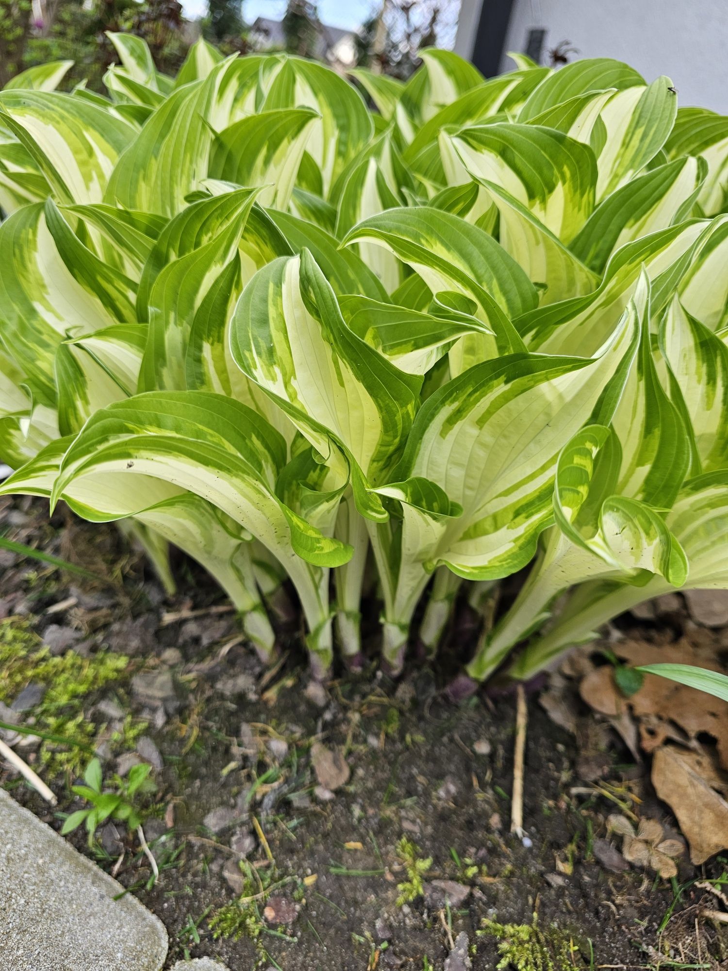 Hosta funkia duże zielone liście, biało-zielone liście