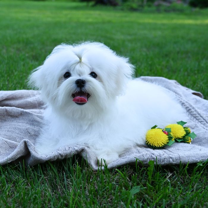 Мини мальчик мальтезе