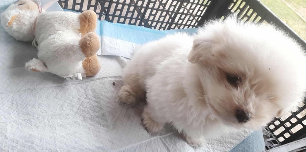 Piękna suczka po maltańczyku