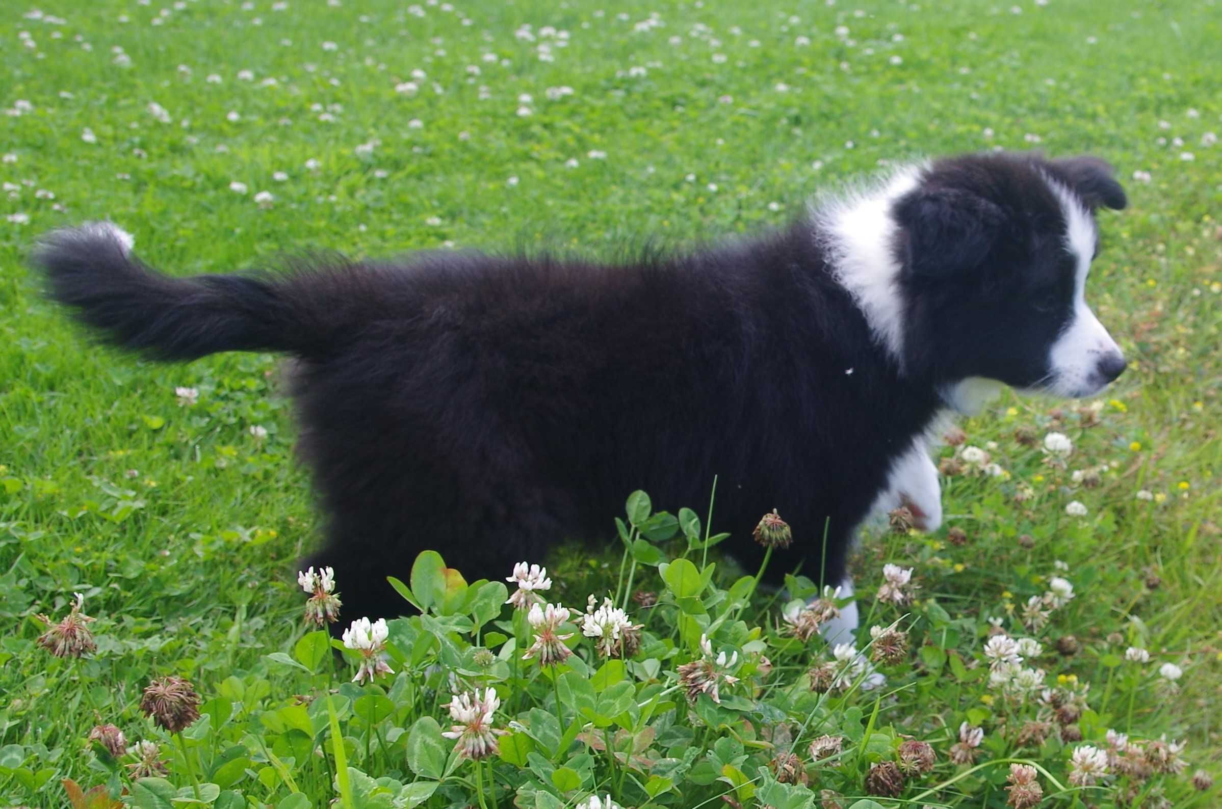 Border Collie- ZKwP/FCI śliczny piesek gotowy do odbioru