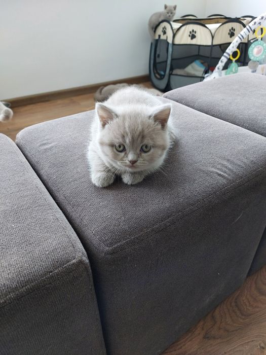 Kotka brytyjska liliowa