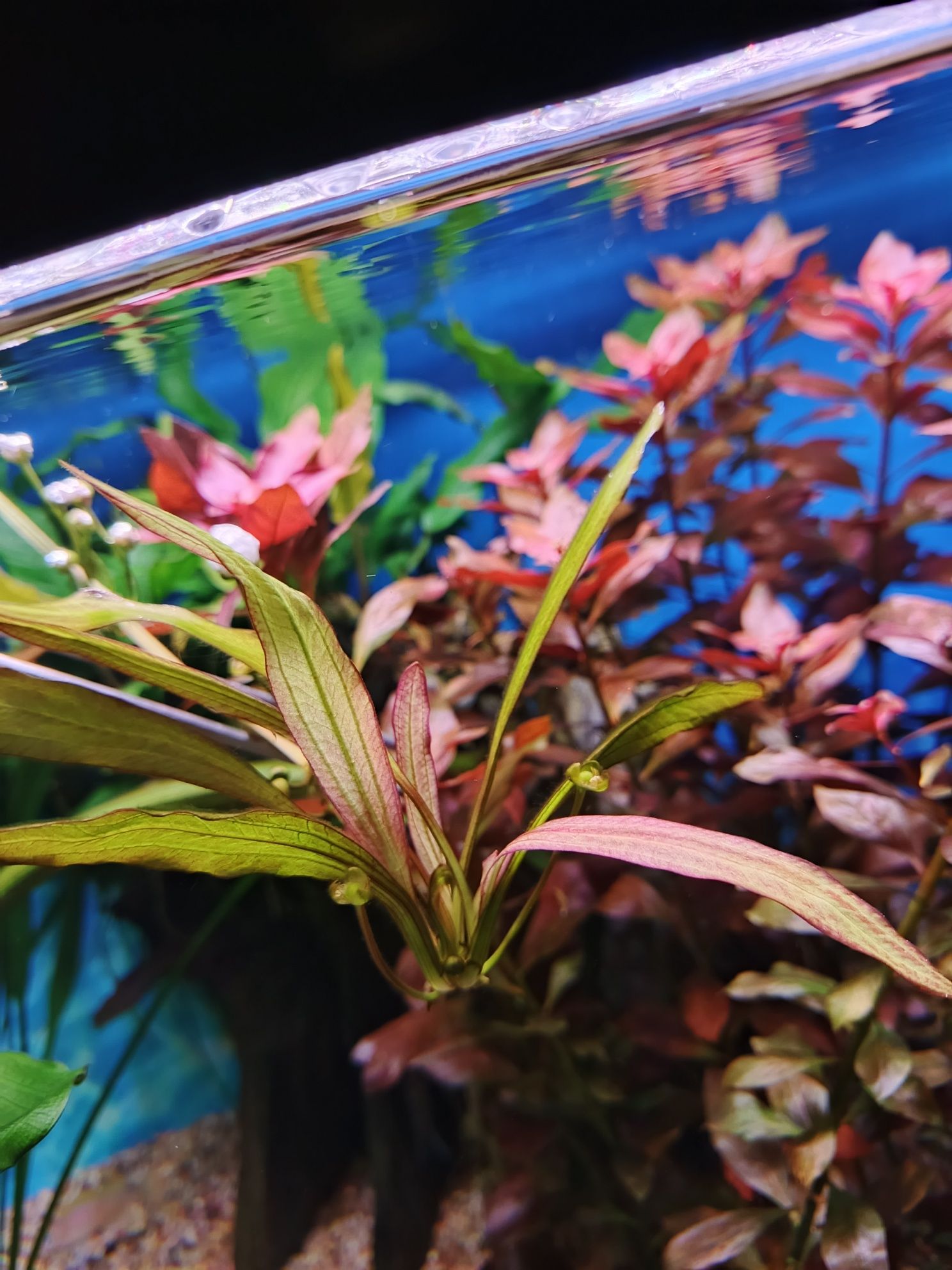 Echinodorus red devil