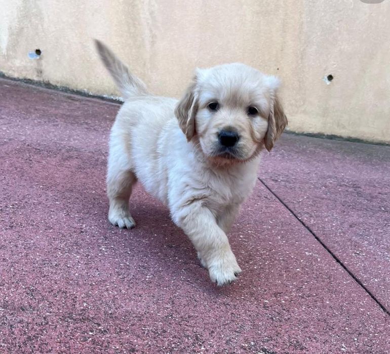 Golden Retriever 2 meses