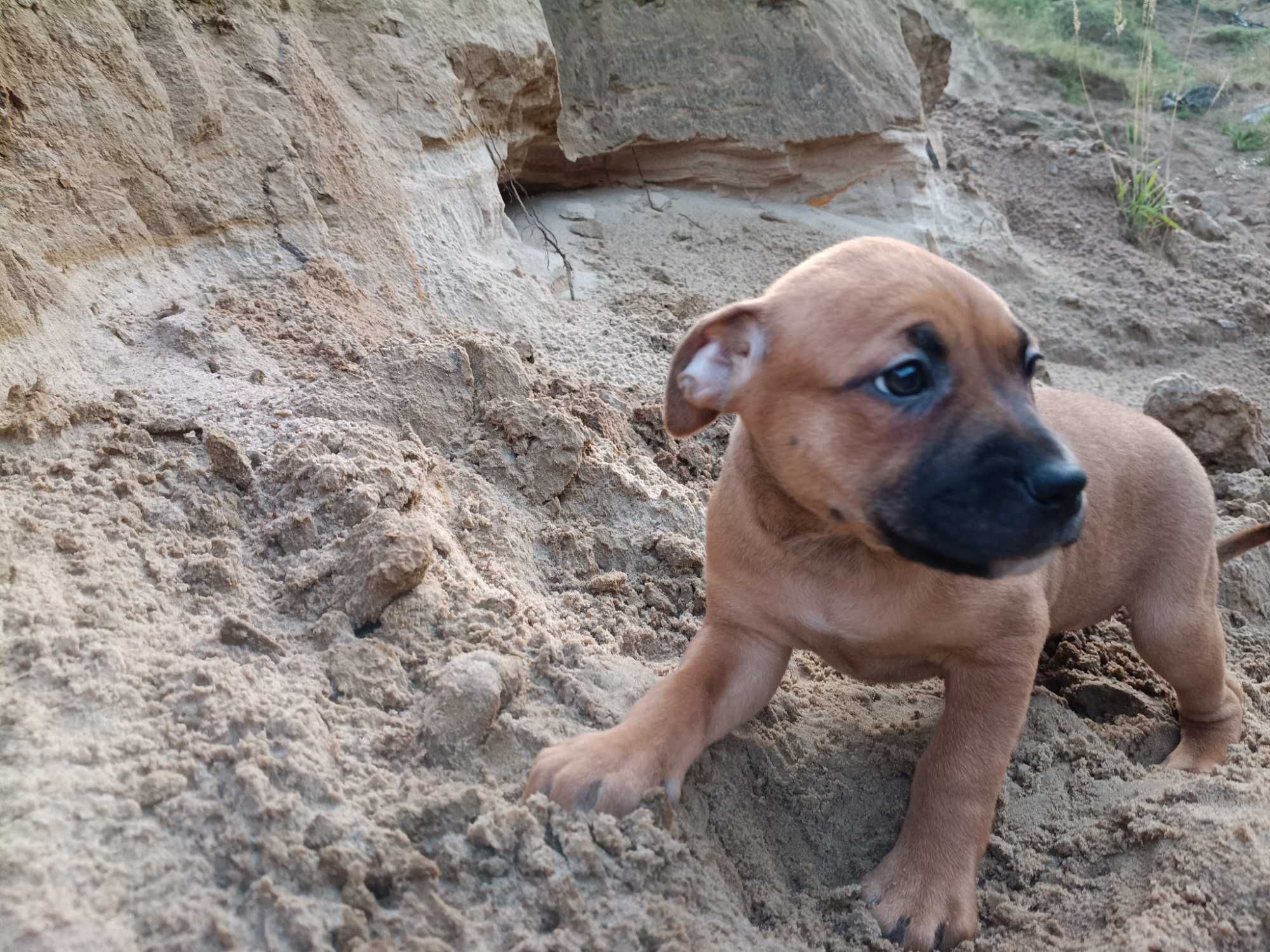 Amstaff spokojna suczka