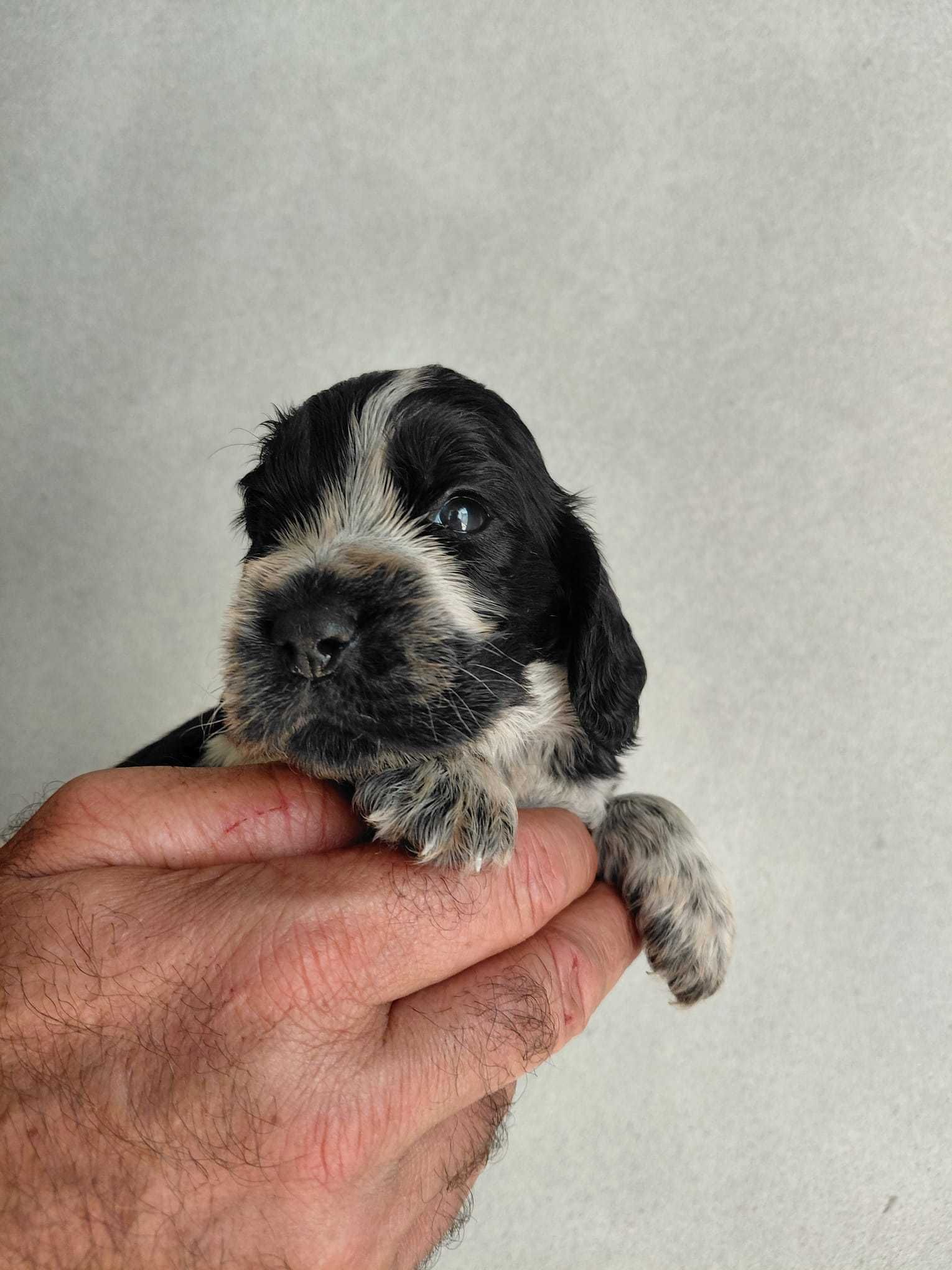 Cocker Spaniel Inglês TOP