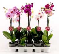Растения и орхидеи ОПТ из Голландии, Эквадора, Азии, Израиля, Китая,ЕС