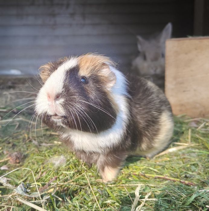 Świnki morskie (samce i samiczki)