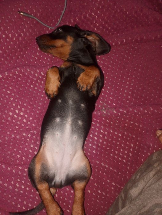 Чистокровная такса девочка