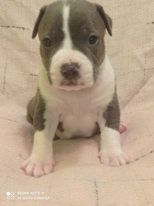 Amstaff piękna błękitna suczka ZKWP/FCI