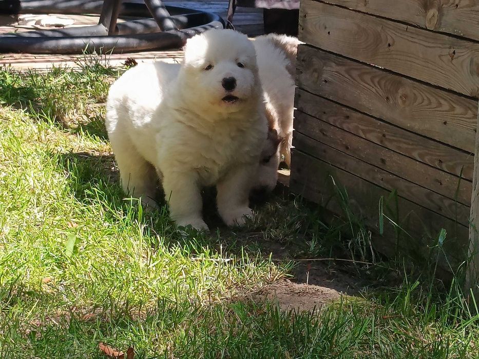 Piękny biały Owczarek środkowo azjatycki azjata