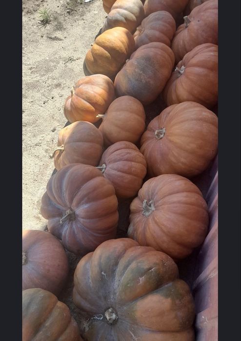 Abobora menina biológica