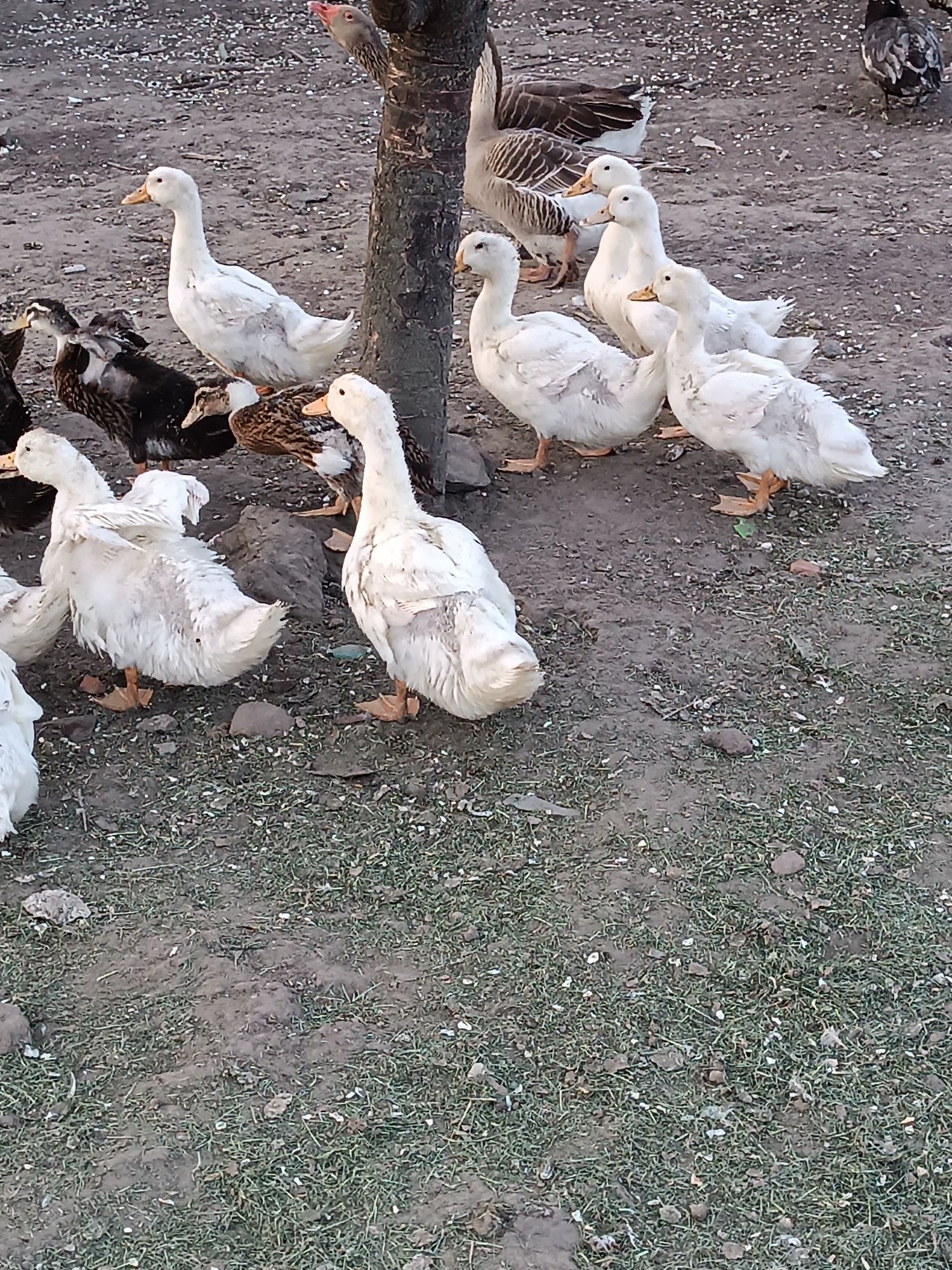 Kaczki Pekin odchowane