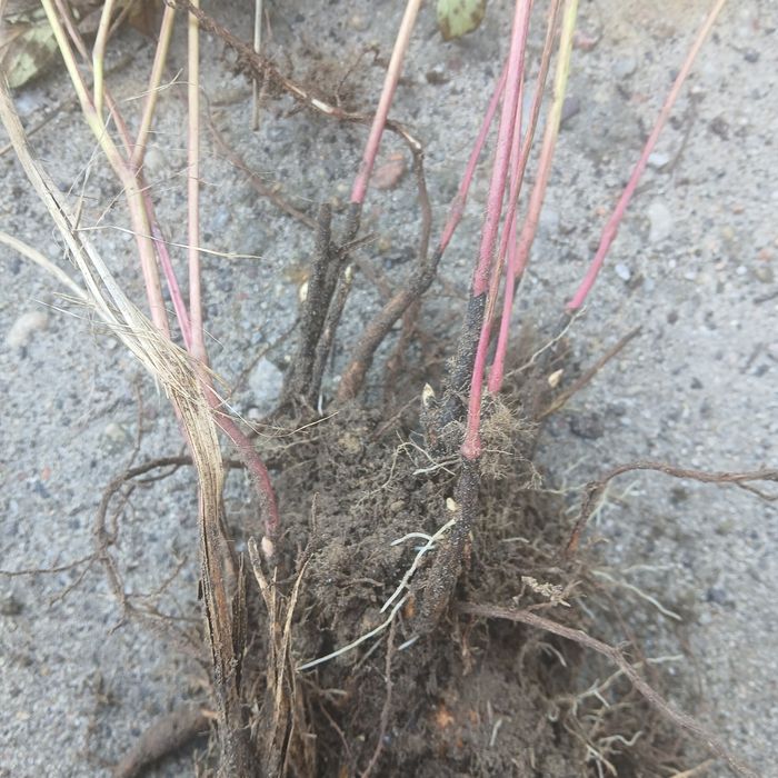 Piwonia różowa obficie kwitnaca i pachnącą -  karpa