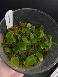 Anthurium Esmeraldense , planta bebe
