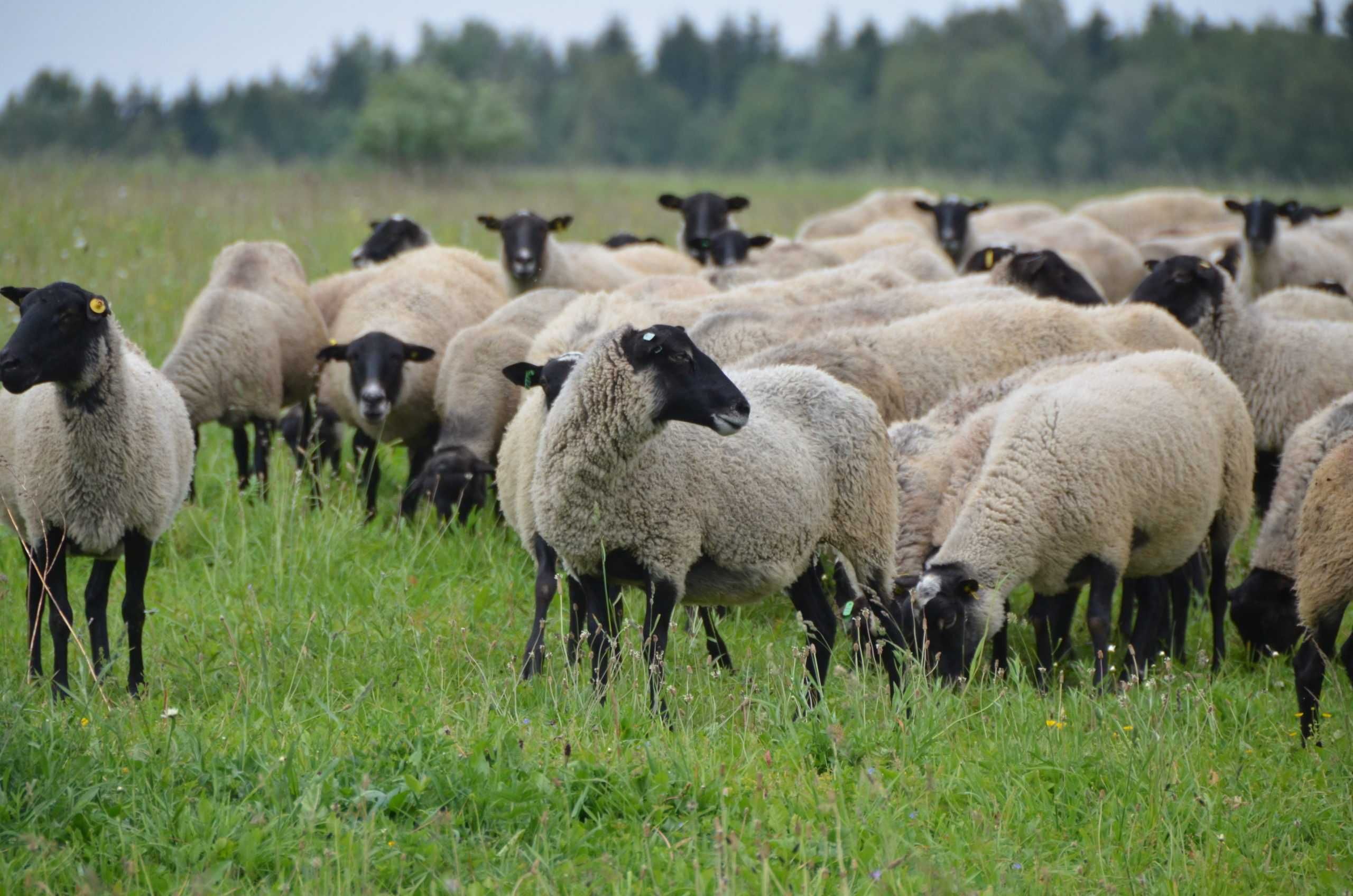 Продам готовый бизнес по розведению овец