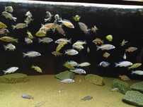Placidochromis mdoka, PROTOMELAS TAENIOLATUS red empress. Malawi