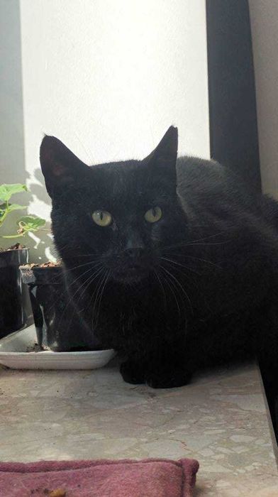 James Bond - adoptuj agenta specjalnego
