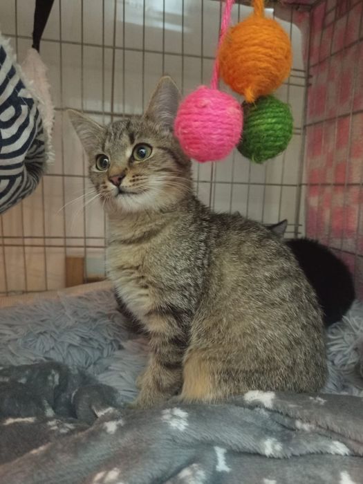 Mała kotka szuka domu niewychodzacego