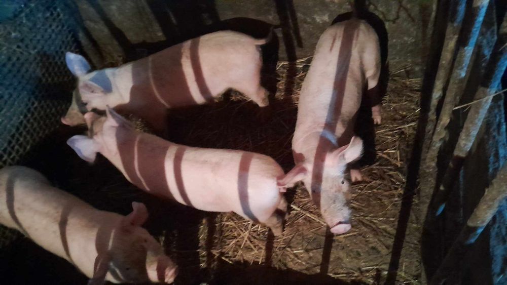 Продаємо поросятка