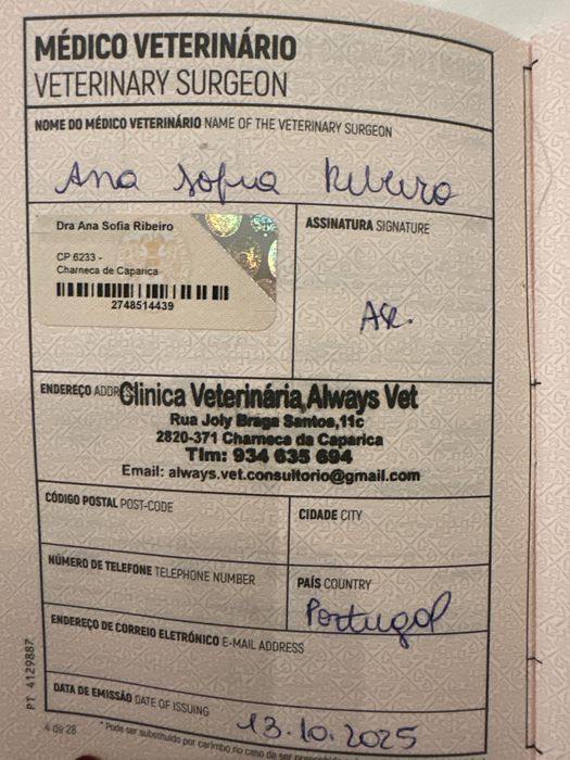 Gatinha tricolor Francisca para adoção responsavel