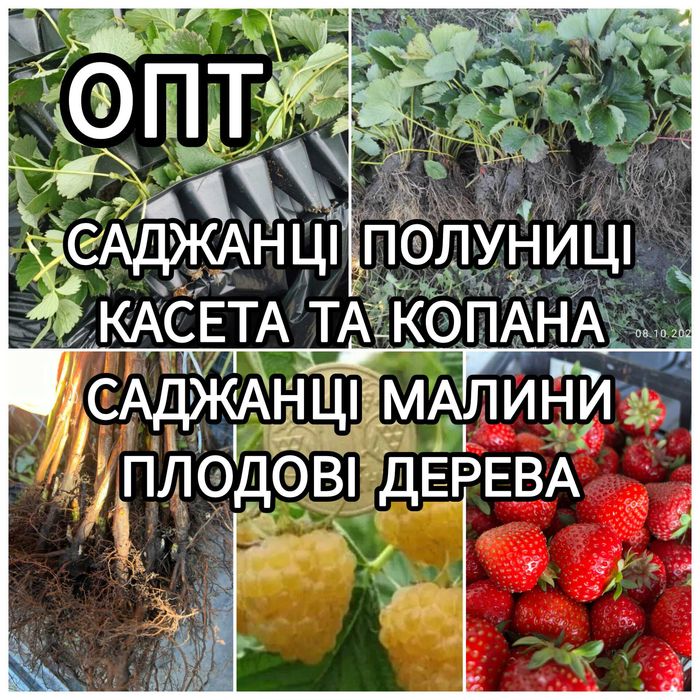 Саджанці Полуниці Розсада Малини Плодові дерева Саженцы Клубники