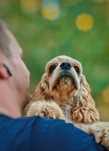 Cocker spaniel amerykański fci