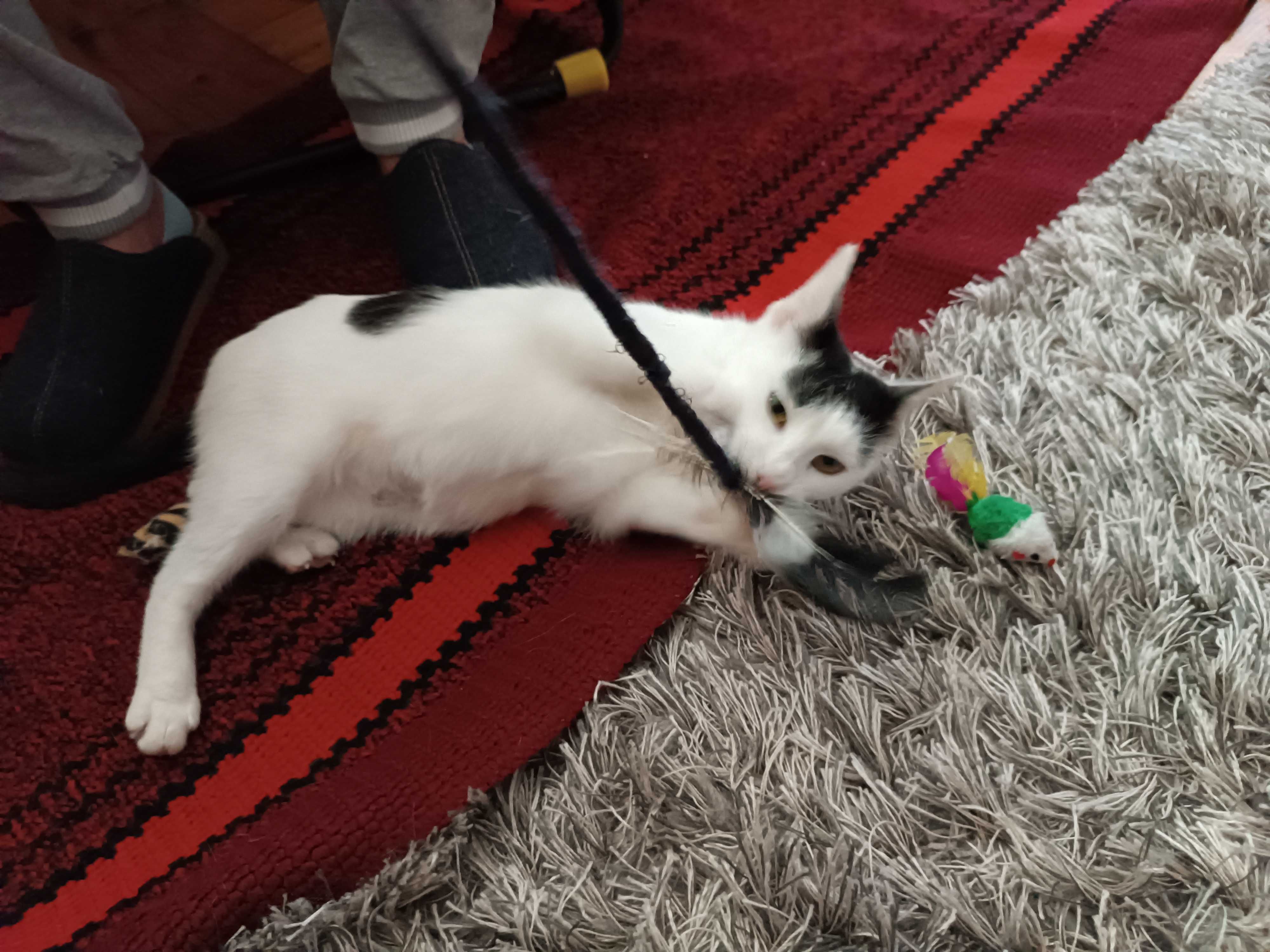 Para kociczek wysterylizowanych do adopcji
