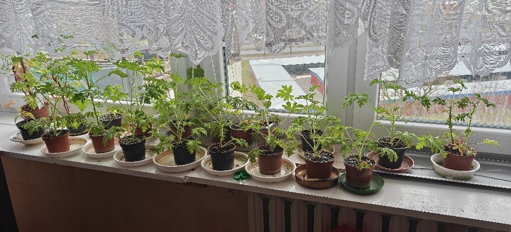 Anginka na anginę sadzonki szczepione