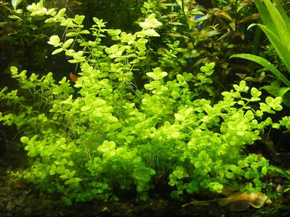 GB micrantherum umbrosum okrągłolistne