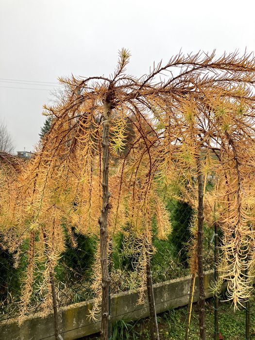 modrzew zwisający pendula  kulisty szczepiony