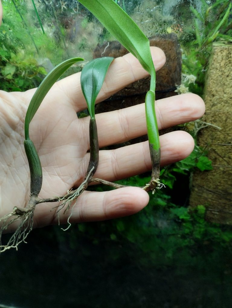 Мініатюрна орхідея Bulbophyllum ambrosia