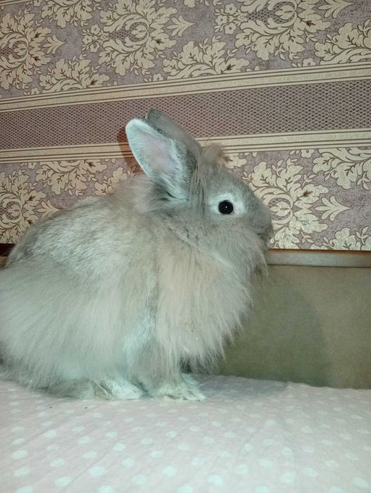 Віддам в добрі руки