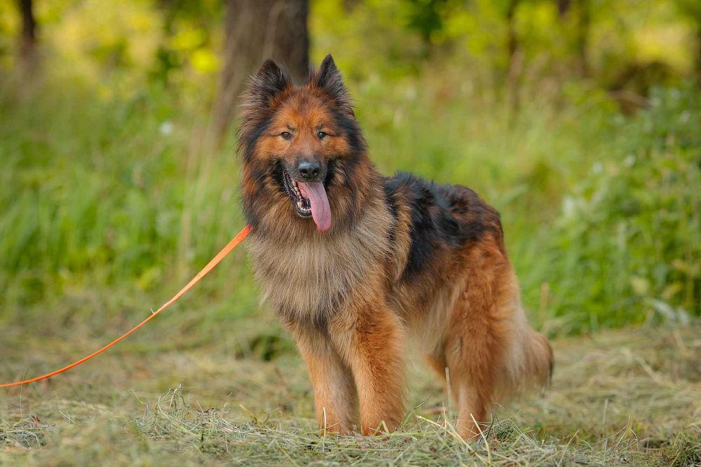 Rocky , około 5 letni owczarek do adopcji z fundacji