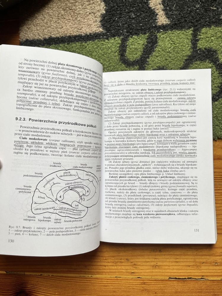 Neuroanatomia czynnościowa i kliniczna