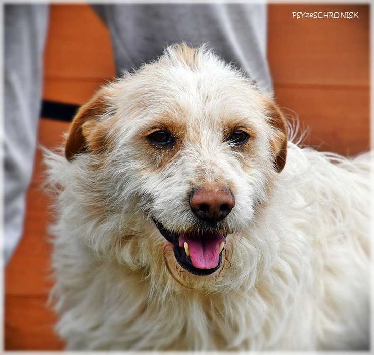 Baca - kudłaty wesołek chce dać Ci swoje serce